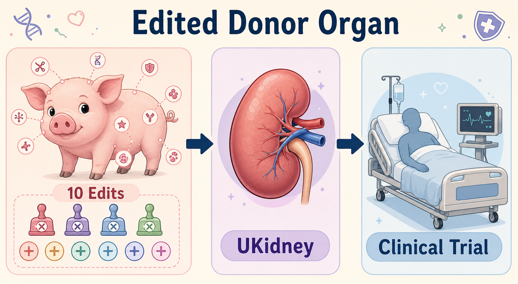 Edited Donor Organ